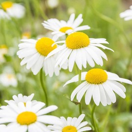 CEMEHA SEEDS - Seeds German Chamomile Perennial Herbs for Planting 2500 Seeds