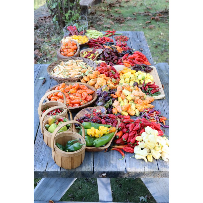 Carolina REAPER Chocolate Fire Pepper Seeds Super Hot 2.2+ Million