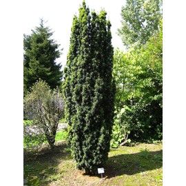 Fastigiata Boxwood Shrub - Live Plant Shipped 1 Foot Tall by DAS Farms (No California)