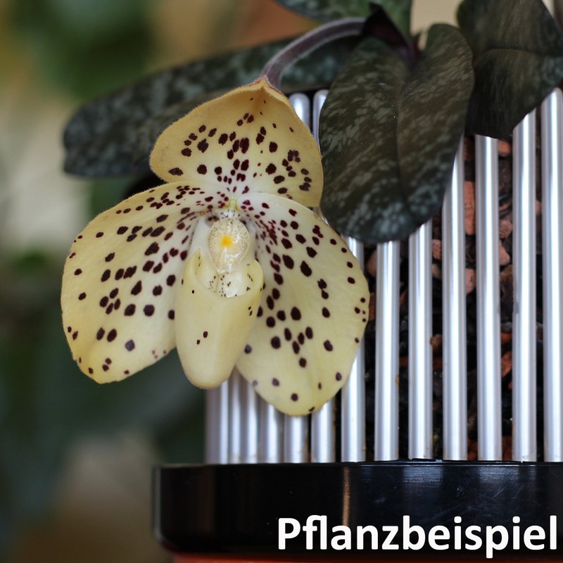Orchitop M Set Orchid Pot with Saucer for All Orchids