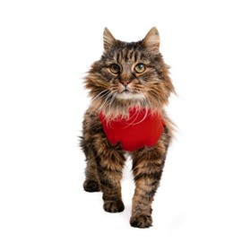 MPS Medical Pet Shirt Cat, Surgery Recovery Suit, Red, XXXX-Small