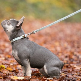 HUGO & HUDSON Tweed Dog Lead with Padded Handle - Adjustable Training Leash with Quick Release Clip & Stainless Steel Hook - 120 x 1.5cm, Aqua Checked