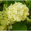 PeavyTailor 50 Yellow Lilac Seeds Fragrant Flower Shrub Bush Japanese