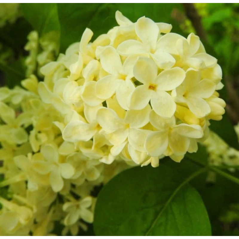 PeavyTailor 50 Yellow Lilac Seeds Fragrant Flower Shrub Bush Japanese