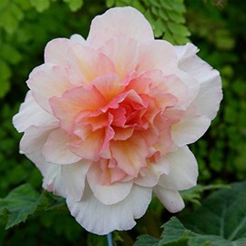 Tuberous Begonia Nonstop Series Plant Seeds (Pelleted): Appleblossom - 100 Seeds - Annual Decorative Flower Plant, Houseplant