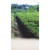 Moringa Cha Moringa Cha Tea Pack of 30 Tea Packs,