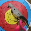EXCEART Archery Targets Hunting Pigeon Target 3D Animal Dove Shaped