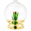 Tequila Aloe Decanter With Agave Plant, Round Design, Glass Design