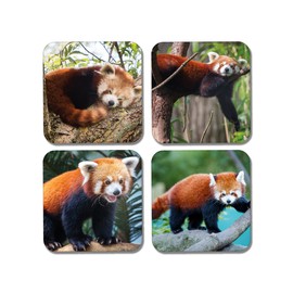 DV DESIGN 4 x Square Red Panda Coasters - Animals Lesser Pandas Bear Lazy Coaster Gift #77890