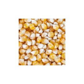 HI-POP Yellow Mushroom Popcorn - Bulk 50lb Bags