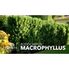 Podocarpus Macrophyllus | 1 Extra Large 3 Gallon Plant |