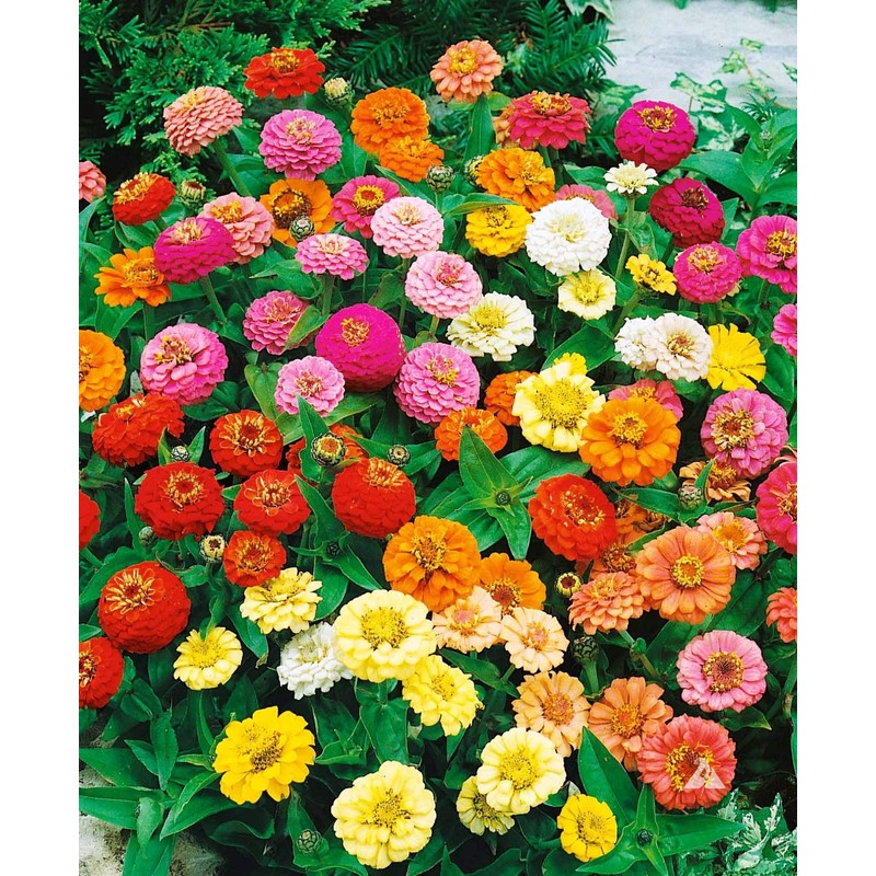 SeedsUP - 100+ Zinnia Elegans Liliput Dwarf Mix - Flower