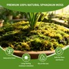 Omitgoter Compressed Sphagnum Moss for Plants & Reptiles (1pc)– Dried