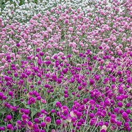 Gnome Series Gomphrena Flower Garden Seeds - Mix - 1000 Seeds - Annual Flower Gardening Seeds - Gomphrena globosa