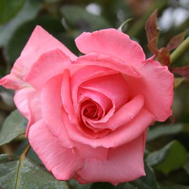 Heirloom Roses Climber Rose Plant - Agatha Christie Pink Rose Bush, Climbing Roses Live Plant for Planting Outdoors