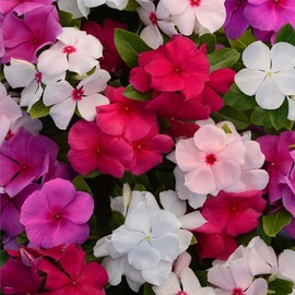 Wivolibe 150+ Periwinkle Vinca Seeds Garden Flowers & Ground Cover Plants Dwarf Flower Perennial Flower