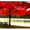 American Red Maple Shade Tree - Live Plant Shipped 3