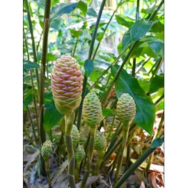 Ginger Shampoo Plants Rhizomes Hawaiian Shampoo Ginger Bulbs Bitter Ginger Plant Roots Awapuhi Plants for Garden Pinecone Ginger 2 Live Rhizomes