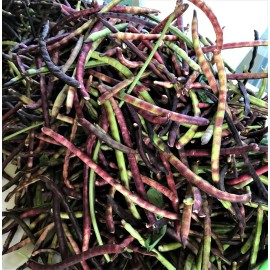 Wax & Top Notch TOP PICK Pinkeye Purple Hull Peas 5 Lbs Seed Southern Cowpea Germination 80%