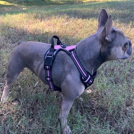 Funny Fur Grace Pink Dog Set: Harness, 16ft Leash, Pup Bag, Bowl - Ideal for Medium Dogs - Tangle-Free, Reflective Anti-Slip Handle - Adjustable, Escape-Proof Varying Pink Shades #funnyfurgrace