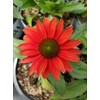 Live Plant from Green Promise Farms - Proven Winners, Echinacea