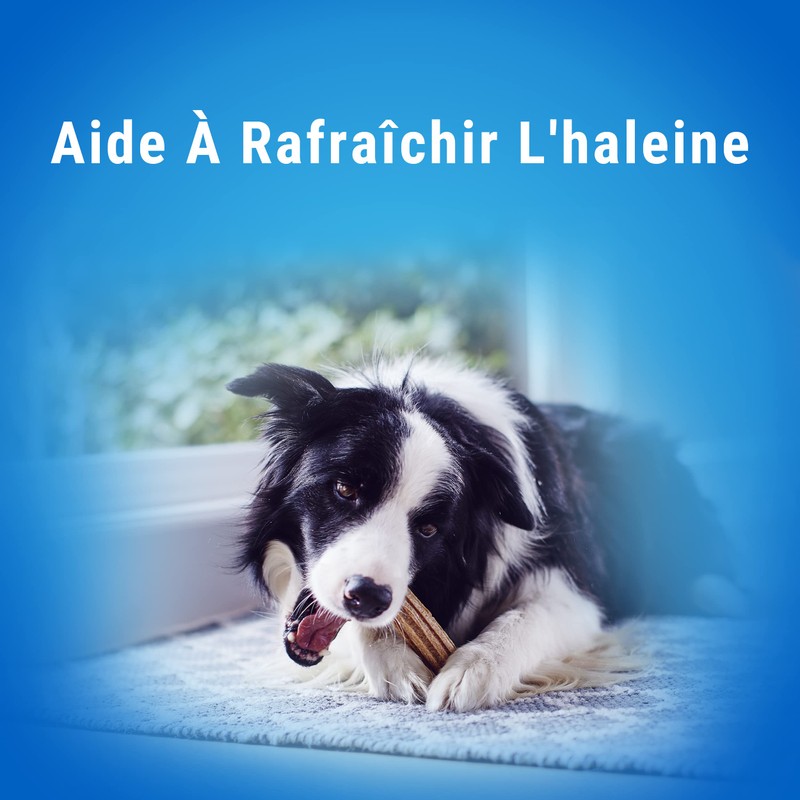 Dentalife Purina Teartalife Extra Mini - Maxi Pack - 207