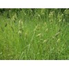 Seeds Cat Orchard Grass (Dactylis glomerata) Non GMO Heirloom 100