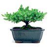 Live Dwarf Juniper Bonsai Tree | Indoor/Outdoor | 100% Handcrafted|