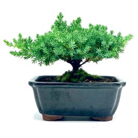 Live Dwarf Juniper Bonsai Tree | Indoor/Outdoor | 100% Handcrafted| Home and Office Décor | Best Gift for Holiday Small
