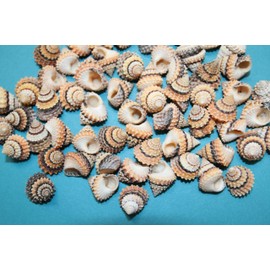 100 - Natural Tectarius Conronatus Seashells, Peach and White Craft Shells, 5/8 Inch, Matte Finish Sailors Vailentines,Beach Art Supply, SS-420