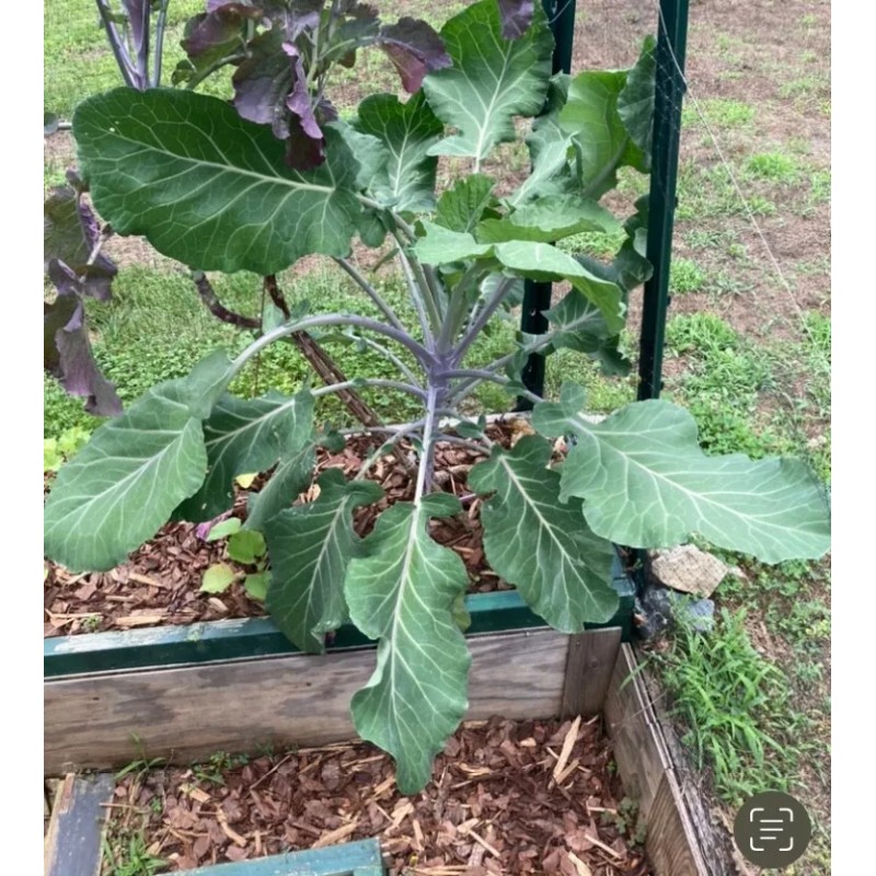 LONGHEAD COLLARD GREEN (AFRICAN TREE COLLARD HYBRID-LONGHEAD) 100 SEEDS -6