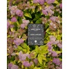 Chagrin Valley Soap & Salve Organic Herb Garden Organic Natural