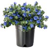 Blue Daze | 3 Large Gallon Size Plants | Evolvulus