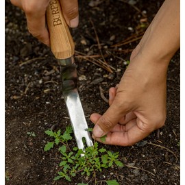 Burpee 12" Stainless Steel Weeder | Durable Long Lasting Garden Tool | Leather Wrist Strap 5" Handle, Oak