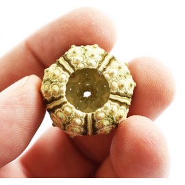 6 Green Knobby Mini Sea Urchins (3/4"-1 1/4") Beach Crafts Hobby Decor Nautical