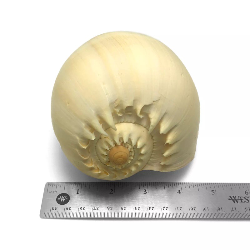 Orange Crowned Volute Sea Shell Melo Broderipii Large Sea Shell