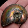 LapidaryCentral Flashy Red Polished Iridescent Ammonite with Flowering! 1.5-2 Inches!