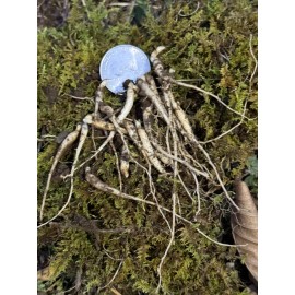 Fresh Ginseng Rootlets Wild Simulated Ginseng 1 Year  25+ Bonus