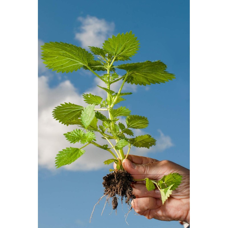 Health Embassy Nettle Root (Urtica dioica) (50g)