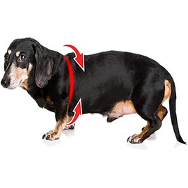 BUDDY BELT Harness Moonwalk - Luxury Edition (4)