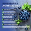 ÖSEL BERRY Organic Wild Blueberry Powder 3oz USDA Certified -