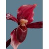 Flowers by James Artificial Phragmipedium Lady Slipper Orchid stem