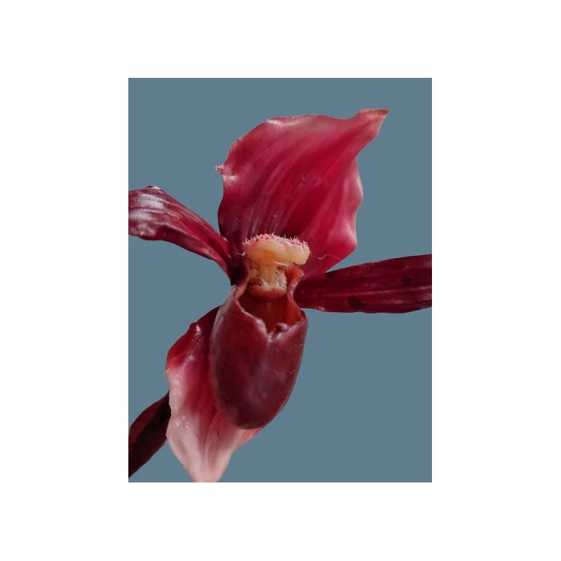 Flowers by James Artificial Phragmipedium Lady Slipper Orchid stem