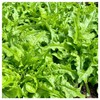 Everwilde Farms - 1 Oz Oakleaf Lettuce Seeds - Gold