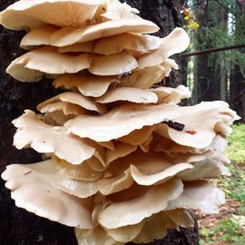 100 Phoenix Oyster Mushroom Plug Spawn to Grow Gourmet Medicinal Mushrooms at Home or Commercially on Logs or Stumps