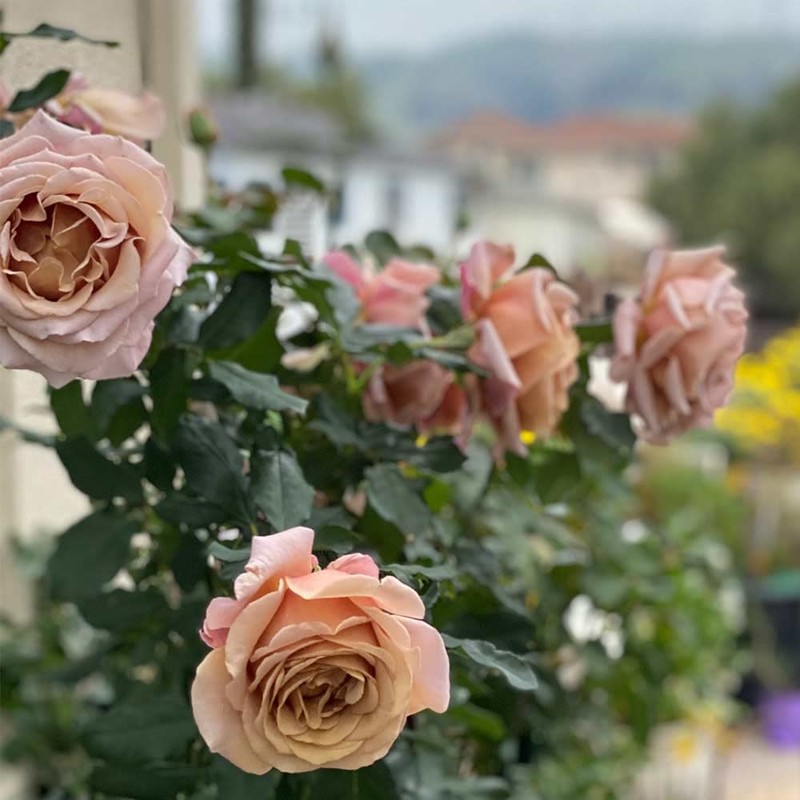 Heirloom Roses Koko Loko Rose Plant - Brown/Multi Colored Rose