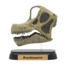 73506 Dinosaur burakiosaurusu Skull Mini Model (FDW – 506)