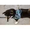 Hurtta Go Harness Padded Dog Harness for Small and Large