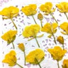 Compact Pressed Flower Blossoms, Approx. 25 Sheets, Small Amount, UV