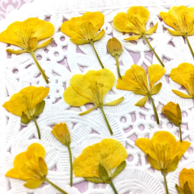 Compact Pressed Flower Blossoms, Approx. 25 Sheets, Small Amount, UV